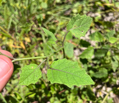 Physalis arenicola, photograph author not stated, no rights reserved