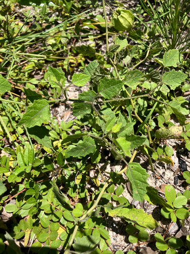 Physalis arenicola, photograph 6