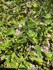 Physalis arenicola, photograph author not stated, no rights reserved