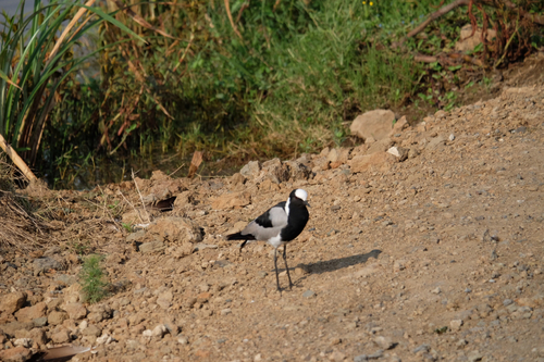 iNaturalist: (c) jorgepelirrojo, some rights reserved (CC BY-NC) iNaturalist image