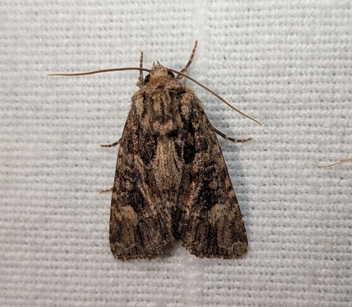 Rusty Shoulder Knot Moth photo 4