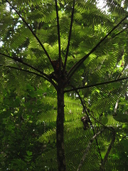Cyathea cuspidata