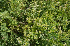 Valerianella muricata