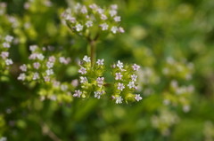 Valerianella muricata