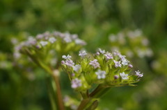 Valerianella muricata