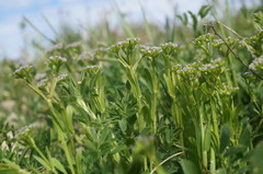 Valerianella muricata