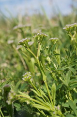 Valerianella muricata