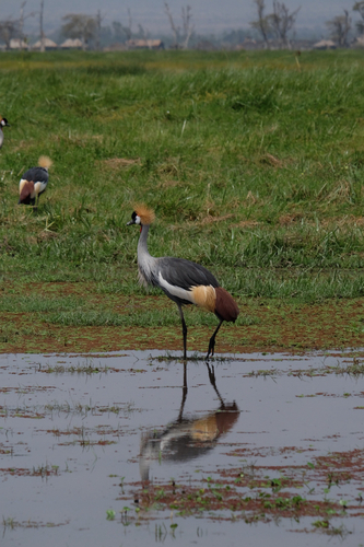 iNaturalist: (c) jorgepelirrojo, some rights reserved (CC BY-NC) iNaturalist image