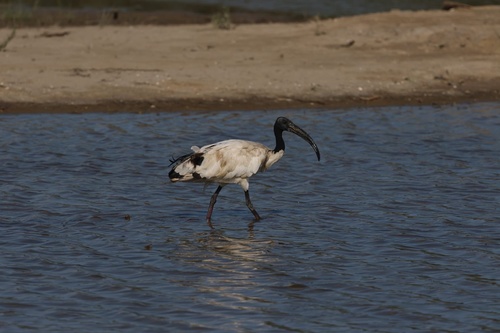 iNaturalist image