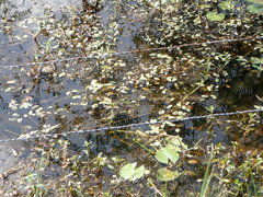 Potamogeton diversifolius