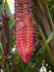 Heliconia mariae