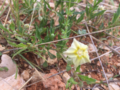 Chamaesaracha edwardsiana