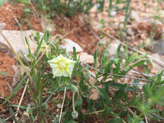 Chamaesaracha edwardsiana