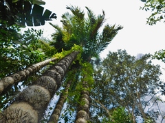Bactris gasipaes