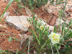 Chamaesaracha edwardsiana