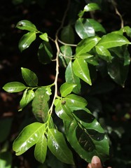 Casearia ovata