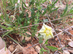 Chamaesaracha edwardsiana