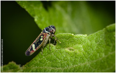 Macugonalia leucomelas