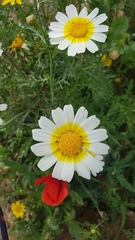 Glebionis coronaria discolor