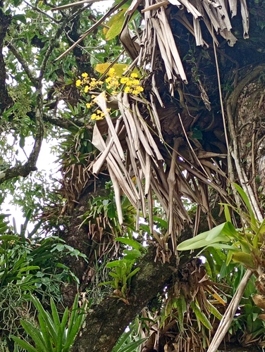 Gomesa flexuosa, 2026-07-23