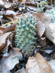 Coryphantha clavata clavata