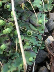 Marchantia polymorpha ruderalis