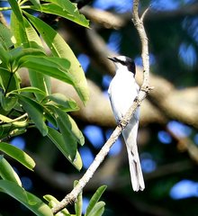 Pericrocotus divaricatus