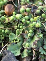 Marchantia polymorpha ruderalis