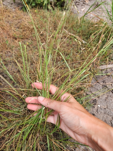 Tridens texanus, photograph 5