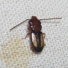 Laemophloeus terminalis