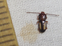 Laemophloeus terminalis