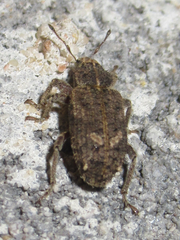 Listroderes difficilis