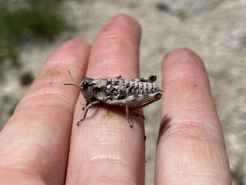 iNaturalist observation photo of Short-horned Grasshoppers