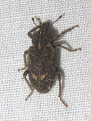 Listroderes difficilis