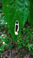 Thysanoptyx incurvata