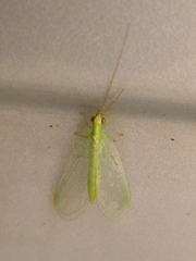 Chrysoperla externa