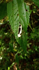 Thysanoptyx incurvata