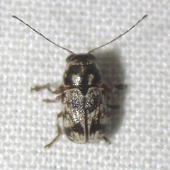 Pachybrachis peccans