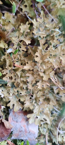 Iceland Lichen