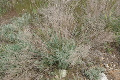 Artemisia santonicum
