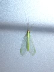Chrysoperla externa