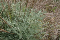 Artemisia santonicum