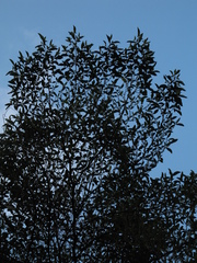 Henriettea seemannii