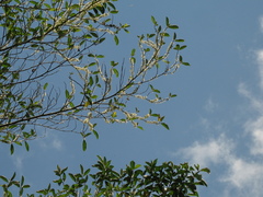 Henriettea seemannii