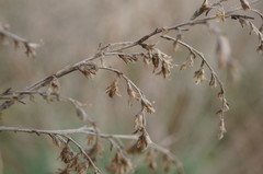 Artemisia santonicum