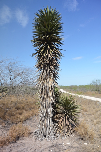 Spanish dagger