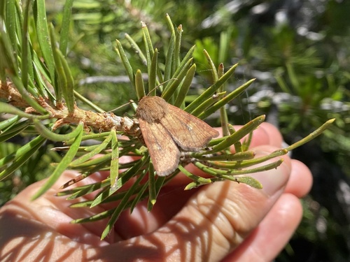 iNaturalist observation photo of Cutworm Moths and Allies