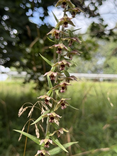 Broad-leaved helleborine