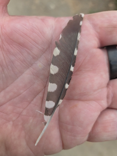 iNaturalist observation photo of Nuttall's Woodpecker