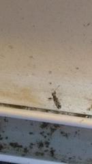 Neopamera albocincta